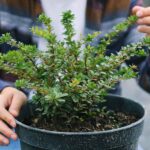 Les plantes sont capables de ressentir le toucher et les scientifiques ont découvert comment elles réagissent 60 secondes après le toucher.