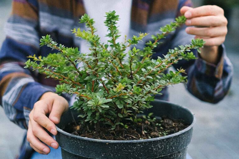 Les plantes sont capables de ressentir le toucher et les scientifiques ont découvert comment elles réagissent 60 secondes après le toucher.