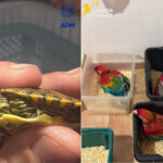 Il voyageait avec 300 tortues et 77 perroquets entassés dans une voiture à destination de Malte : énorme saisie au port de Pozzallo
