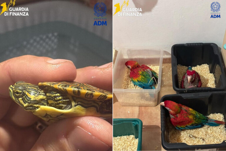 Il voyageait avec 300 tortues et 77 perroquets entassés dans une voiture à destination de Malte : énorme saisie au port de Pozzallo