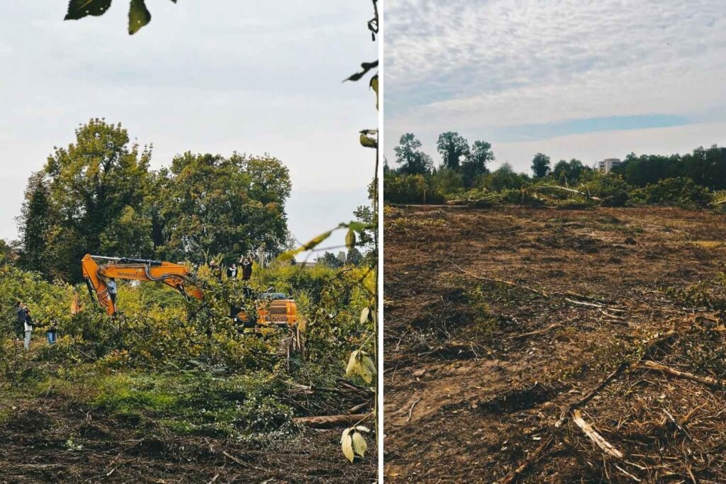 Bosco Ospizio : malgré les protestations, 4,5 hectares d'arbres « spontanés » ont été abattus pour faire place au supermarché