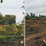 Bosco Ospizio : malgré les protestations, 4,5 hectares d'arbres « spontanés » ont été abattus pour faire place au supermarché
