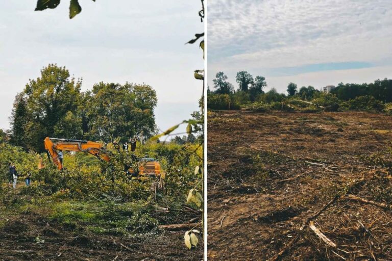 Bosco Ospizio : malgré les protestations, 4,5 hectares d'arbres « spontanés » ont été abattus pour faire place au supermarché