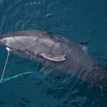 Le plan choc du Groenland : tuer 1000 requins centenaires (en offrant une prime pour chaque cœur pris)
