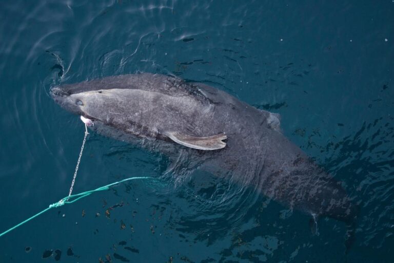 Le plan choc du Groenland : tuer 1000 requins centenaires (en offrant une prime pour chaque cœur pris)