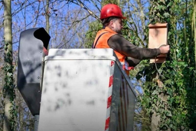 Bat-box : dans cette banlieue parisienne, on installe des « maisons à chauves-souris » pour lutter contre les moustiques tigres