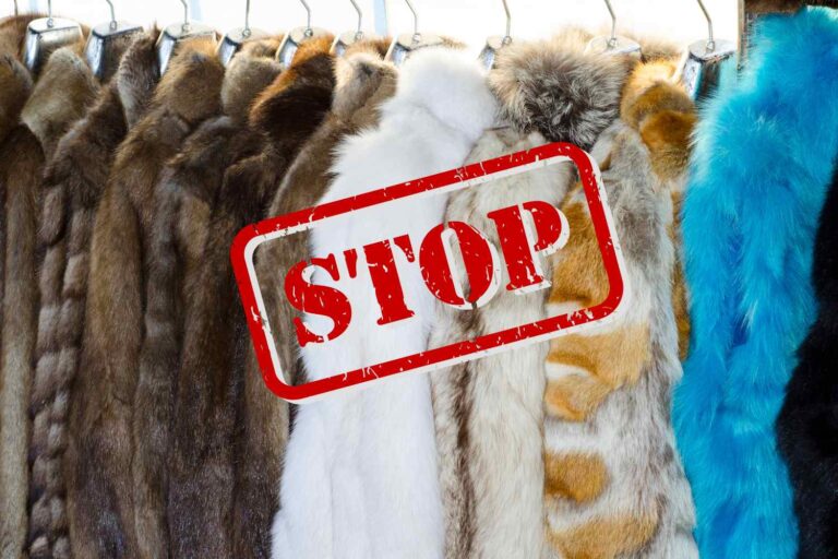 La Suisse entre dans l’histoire : arrêtez l’importation et la vente de fourrure obtenue par cruauté envers les animaux (mais pas immédiatement)