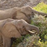Extraordinaire! Les éléphants d'Afrique utilisent 35 types de plantes pour se soigner (et elles peuvent nous apprendre beaucoup de choses)