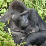 Sauvé des braconniers et élevé par une mère porteuse, ce gorille orphelin a donné naissance à un bébé dans la forêt du Congo