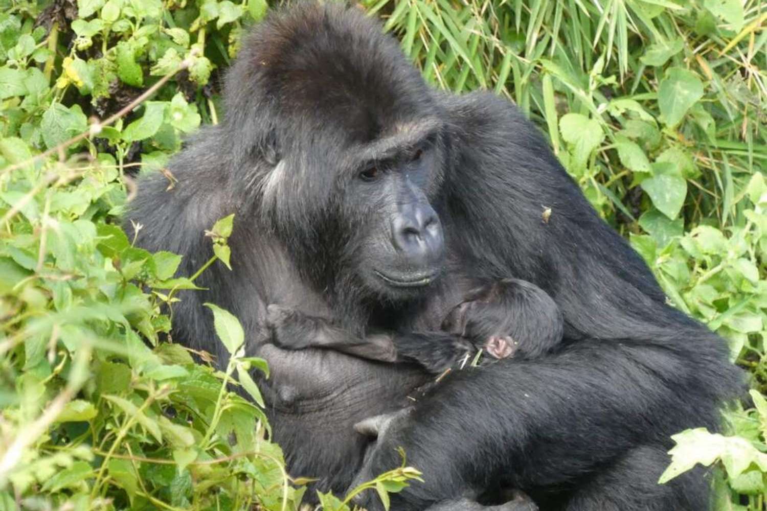 Gorilla