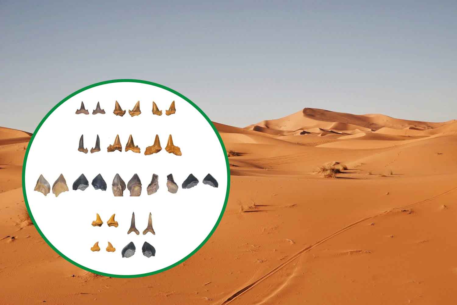 denti di squalo nel Sahara