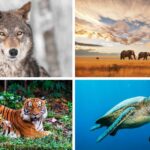 Temps sombre pour les animaux sauvages, la population de vertébrés s'est effondrée de 73% en un demi-siècle (mais il y a aussi une bonne nouvelle)