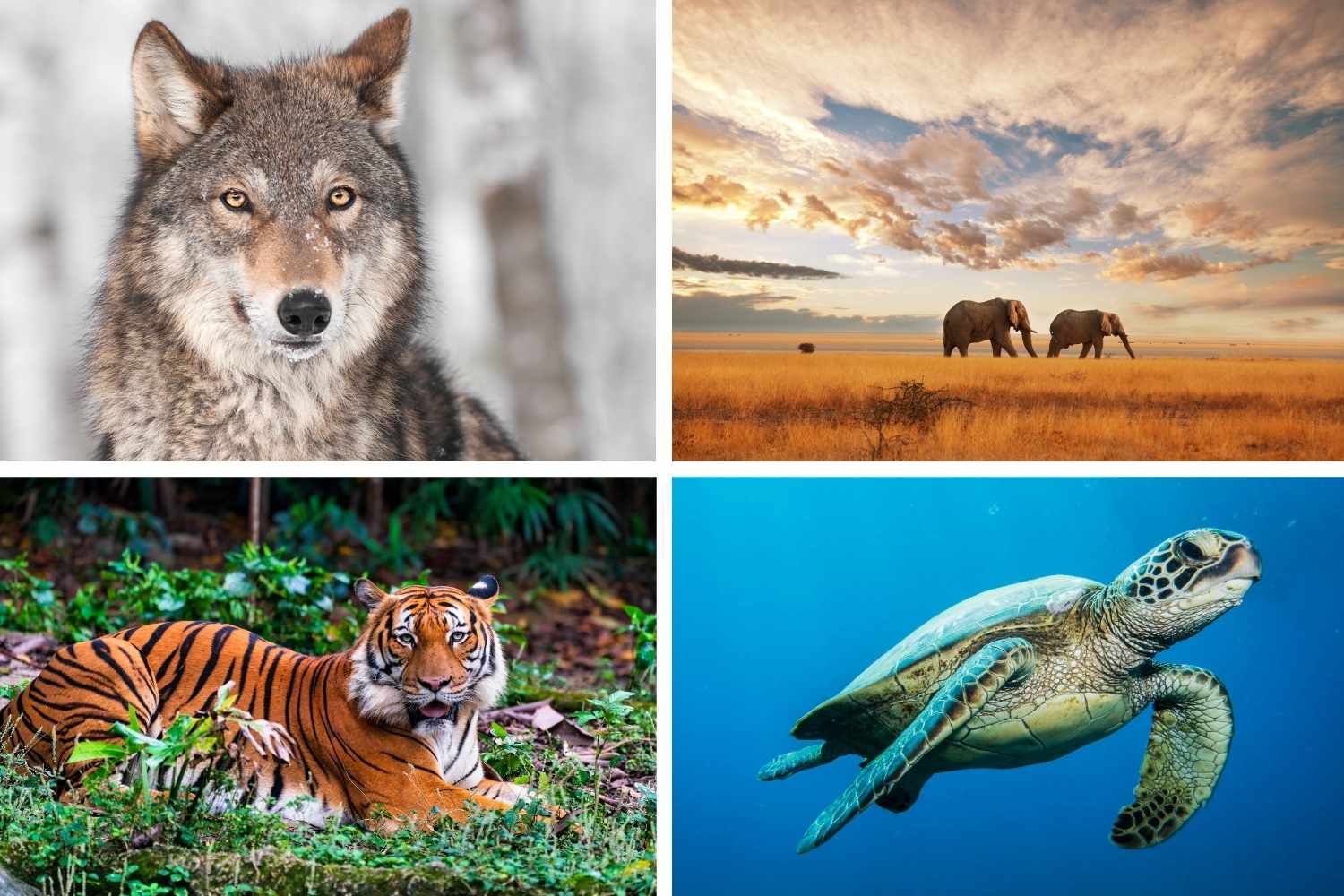 Temps sombre pour les animaux sauvages, la population de vertébrés s'est effondrée de 73% en un demi-siècle (mais il y a aussi une bonne nouvelle)