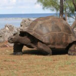 Comme c'est merveilleux ! Les scientifiques ont découvert 180 000 tortues géantes sur une île des Seychelles, le nombre le plus élevé jamais enregistré.