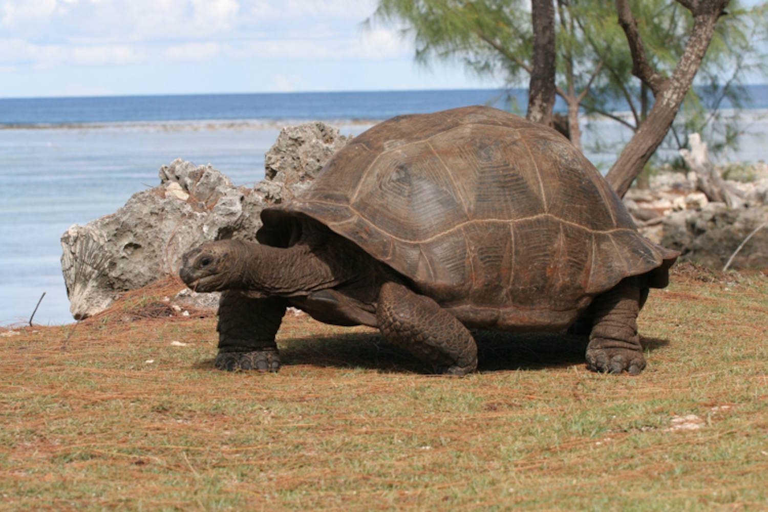 tartarughe giganti seychelles