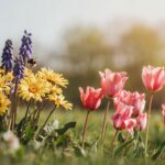 Les abeilles et autres insectes pollinisateurs ne peuvent pas trouver de fleurs à cause de la pollution, encore une autre étude choquante