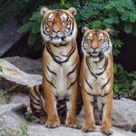 Il entre dans l'enclos du tigre de Sibérie et est mutilé, tragédie au Yorkshire Wildlife Park : « ne diffusez pas les vidéos »
