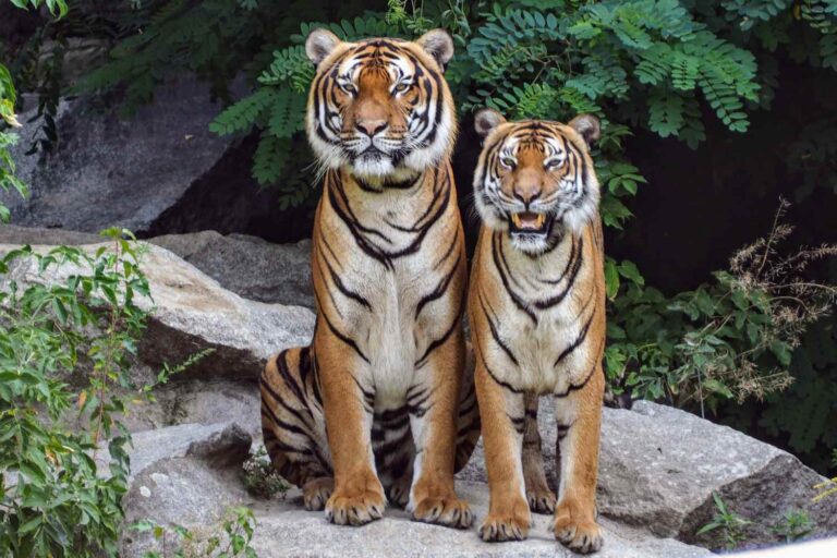 Il entre dans l'enclos du tigre de Sibérie et est mutilé, tragédie au Yorkshire Wildlife Park : « ne diffusez pas les vidéos »