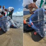 Une tortue luth rare, la plus grande du monde, retrouvée morte sur la plage de Feniglia : elle a été étouffée par les filets de pêche