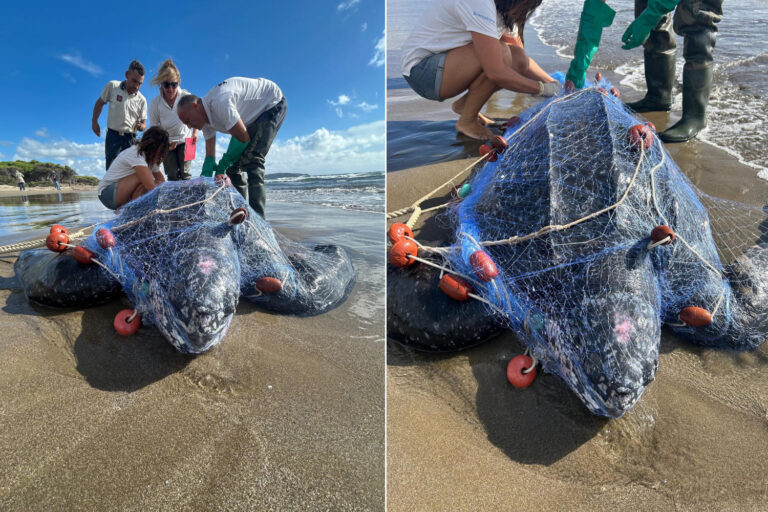 Une tortue luth rare, la plus grande du monde, retrouvée morte sur la plage de Feniglia : elle a été étouffée par les filets de pêche