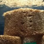 Comment retenir l’eau dans le désert ? Les scientifiques créent du « sable vivant » qui réussit 28 fois plus grâce aux bactéries et aux champignons