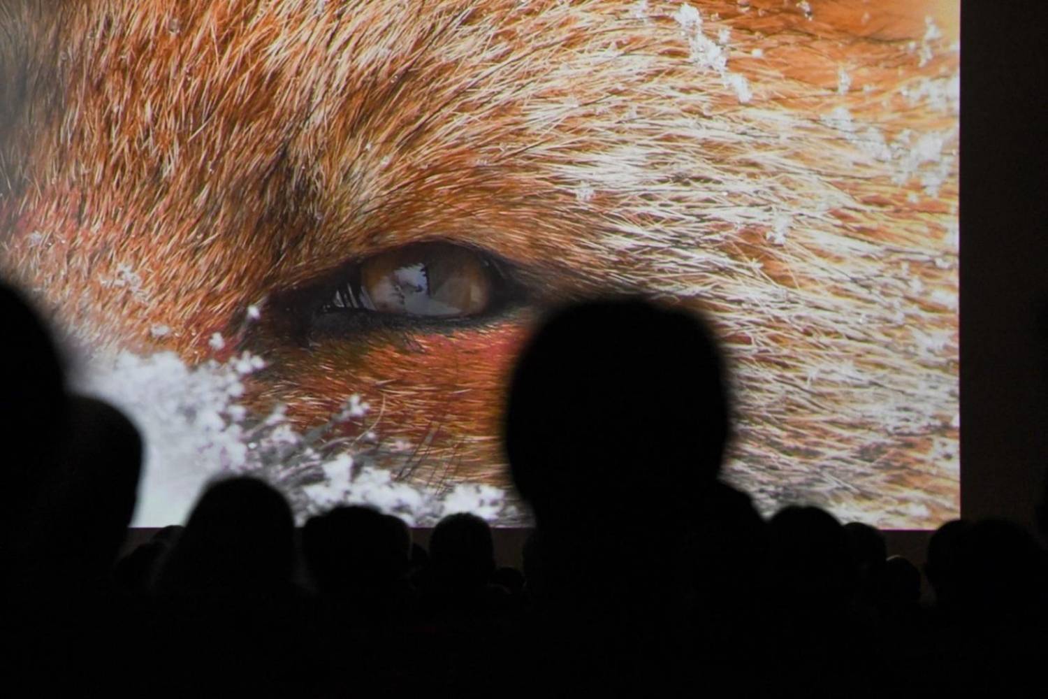 gran paradiso film fest