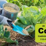 Cadmium dans les engrais, la France abaisse les limites après l'alarme sur la contamination alimentaire