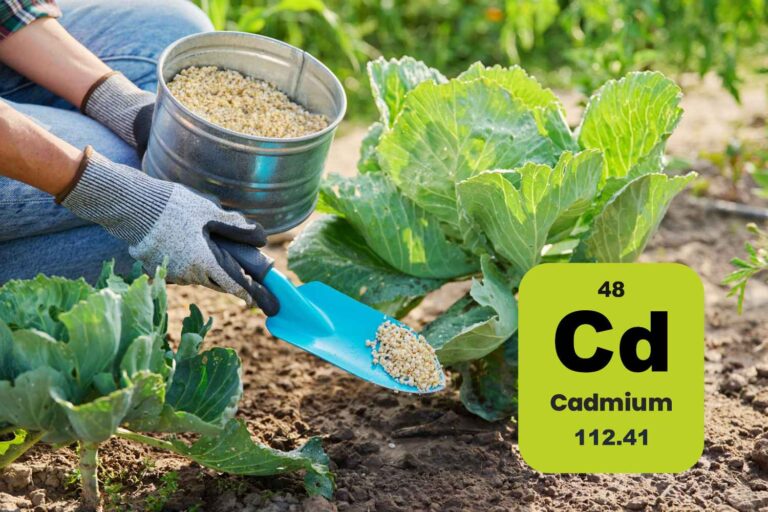 Cadmium dans les engrais, la France abaisse les limites après l'alarme sur la contamination alimentaire