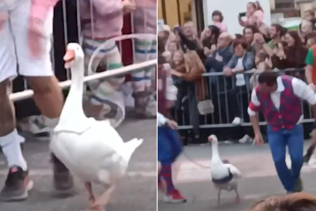 Palio oche