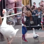Arrêtons l'anachronique Palio delle Oche de Lacchiarella : des oiseaux obligés de courir sur plus d'un kilomètre (et traînés en laisse)