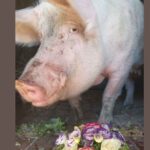Vittoria, le porc qui s'est retrouvé à l'abattoir à cause d'une erreur d'enregistrement, a été sauvé quelques heures après sa mort