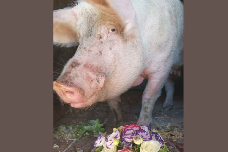 Vittoria, le porc qui s'est retrouvé à l'abattoir à cause d'une erreur d'enregistrement, a été sauvé quelques heures après sa mort
