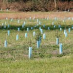 L'Angleterre plantera un demi-million d'arbres sur trois ans pour se défendre contre la chaleur extrême, la sécheresse et les inondations.