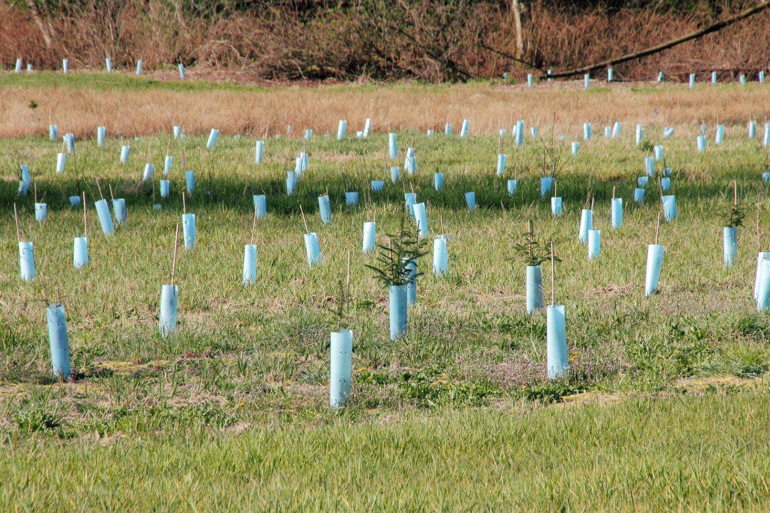 alberi piantumati
