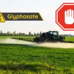 Glyphosate, décision historique au Pérou : utilisation dans les cultures vivrières suspendue (également de 4 autres pesticides)