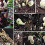Il s'agit d'un champignon géant récemment découvert en Chine : il mesure un demi-mètre de haut et peut peser plus de 2 kilos.
