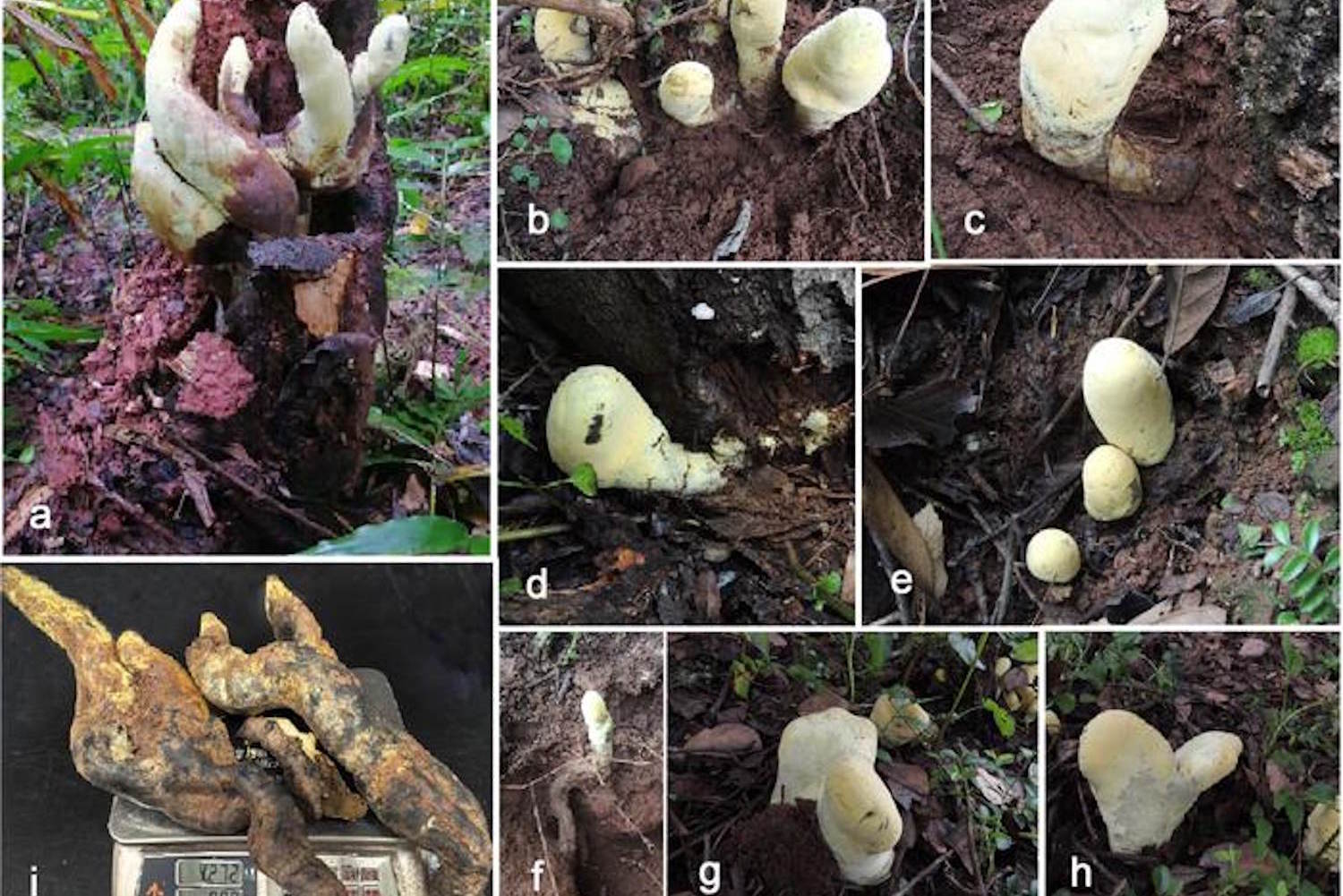 fungo gigante nuova specie cina
