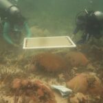 Ainsi, 20 parapluies sous-marins ont protégé les coraux de Floride du blanchissement en cas de chaleur extrême.