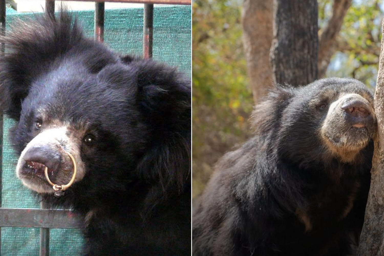 Orso Odum