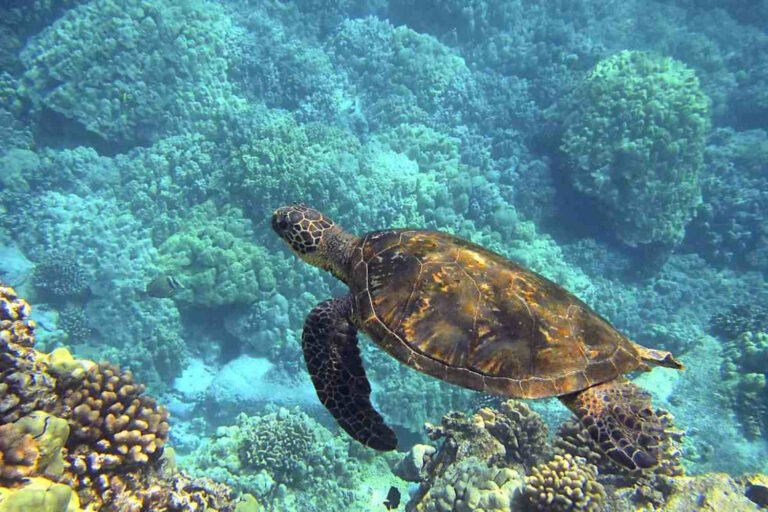 COP17, Greenpeace prévient : « il faudra 265 ans pour protéger 30% des océans » (le Parlement de la Biodiversité est né à Trente)