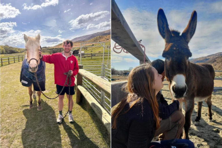 Ce sanctuaire animalier de Nouvelle-Zélande propose un hébergement gratuit à ceux qui s'occupent de chevaux et d'ânes : comment postuler