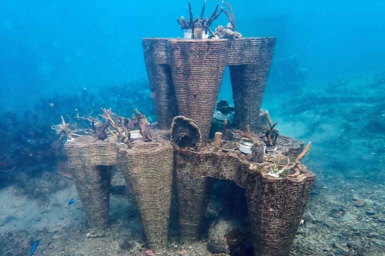 De nouveaux abris pour coraux naissent à partir de coquilles d'huîtres : l'invention de trois jeunes designers pour restaurer les récifs coralliens