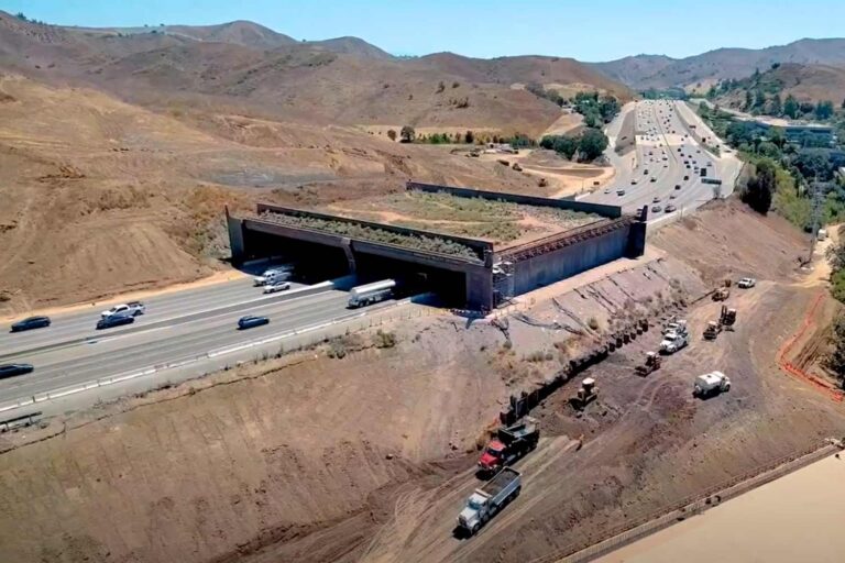 Le plus grand pont faunique au monde est sur le point d'ouvrir : il sauvera des milliers d'animaux (passant sur l'autoroute de Los Angeles)