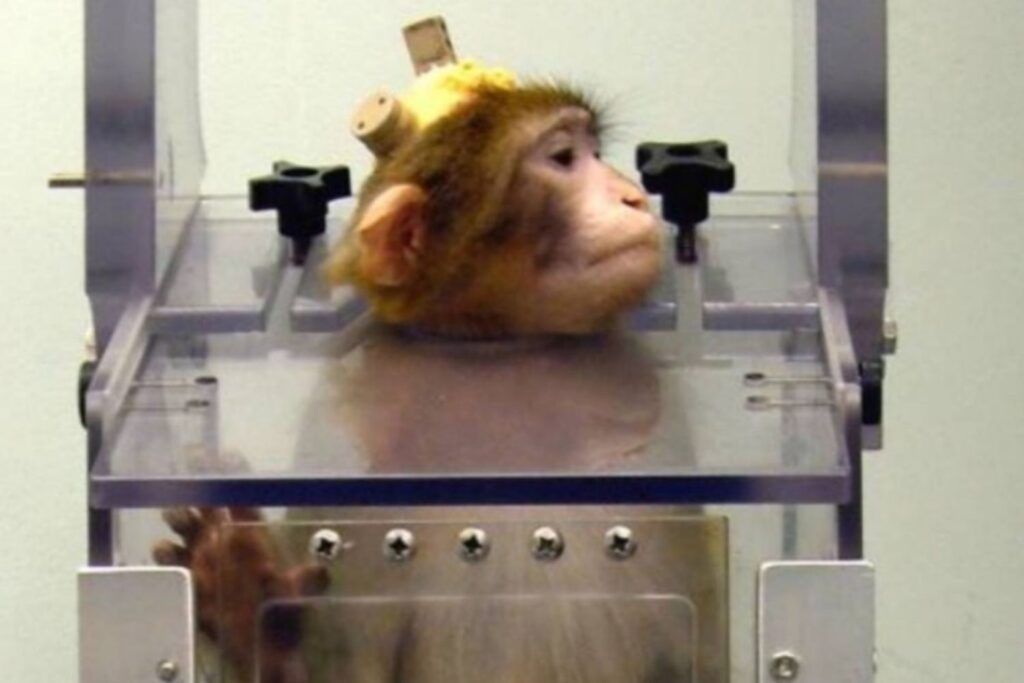 cavie macachi Parma