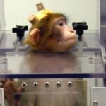 Nous les voulions libres, mais Alan et Larry ont été tués : l'épilogue amer des macaques de Parme, symbole de l'expérimentation animale