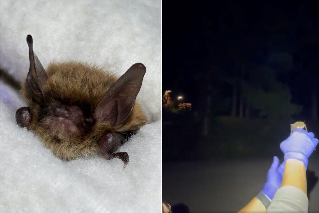 Pipistrello salvato