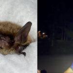 Ils sauvent une petite chauve-souris en voie d'extinction (pesant 6 grammes) : assistez à son retour passionnant dans la nature