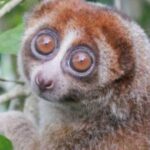 Pensé éteint depuis près de 100 ans, l'adorable loris lent de Bangka a été redécouvert en Indonésie (mais il est en voie de disparition)