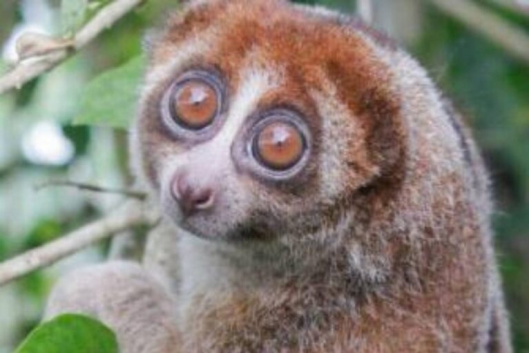 Pensé éteint depuis près de 100 ans, l'adorable loris lent de Bangka a été redécouvert en Indonésie (mais il est en voie de disparition)