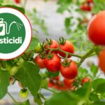 Bayer veut doubler le maximum de résidus d'un pesticide dans les tomates (et l'EFSA y est favorable)